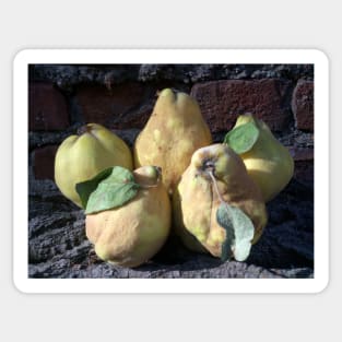 quince Sticker